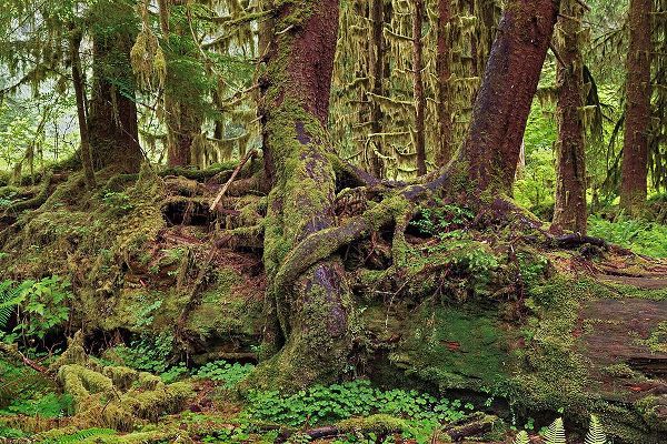Jones, Adam 아티스트의 Nurse log and Big Leaf Maple tree draped with Club Moss-Hoh Rainforest-Olympic National Park작품입니다.